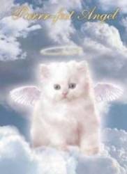 angel